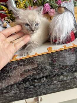 Tyler -  Domestic Short Hair Cat for Adoption - Tyler | PetCurious