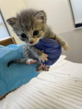 Dolly Parton -  Domestic Short Hair Cat for Adoption in Raleigh, North Carolina - Dolly Parton | PetCurious