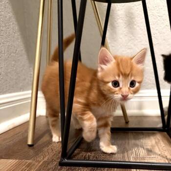 Domestic Medium Hair and Domestic Short Hair Cats Available for Adoption in San Antonio, Texas - Pooh | PetCurious