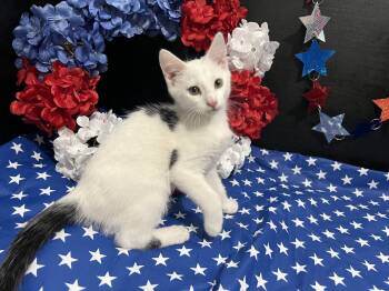 Mozart -  Domestic Short Hair Cat for Adoption in Fayetteville, Georgia - Mozart | PetCurious