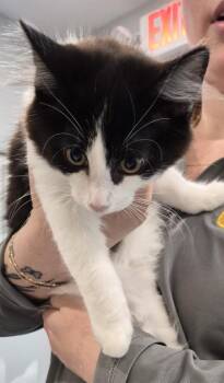 2026-66 Asta - in foster -  Domestic Short Hair Cat for Adoption in Windsor, Connecticut - 2026-66 Asta - In Foster | PetCurious