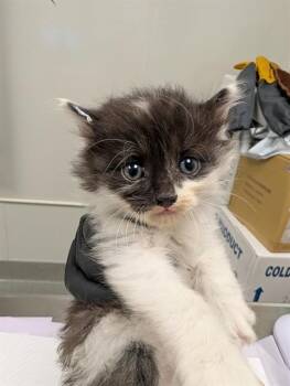 NUGGET - IN FOSTER -  Domestic Short Hair Cat for Adoption in Ontario, California - NUGGET - IN FOSTER | PetCurious
