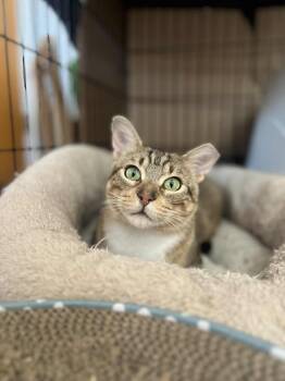 Rescue Domestic Short Hair Cats for Adoption - Giorgio | PetCurious