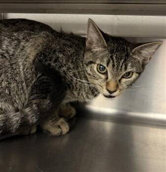 A274130 -  Domestic Short Hair Cat for Adoption in Chula Vista, California - A274130 | PetCurious