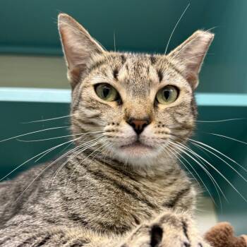 Pepper -  Domestic Short Hair Cat for Adoption in Sunrise, Florida - Pepper | PetCurious