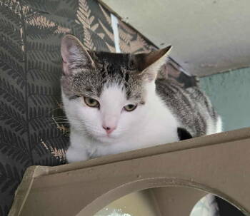 Rescue Domestic Short Hair Cats for Adoption in Trenton, New Jersey - Ethelwoulf | PetCurious