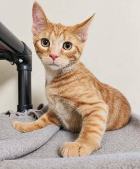 Ernie -  Domestic Short Hair Cat for Adoption in Falls Creek, Pennsylvania - Ernie | PetCurious