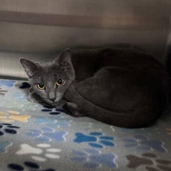 Melissa 29884 -  Domestic Short Hair Cat for Adoption in Middleburg, Florida - Melissa 29884 | PetCurious