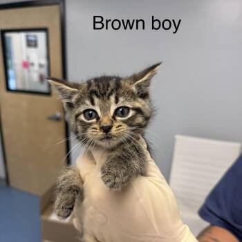 Ribeye -  Domestic Short Hair Cat for Adoption in Watertown, New York - Ribeye | PetCurious