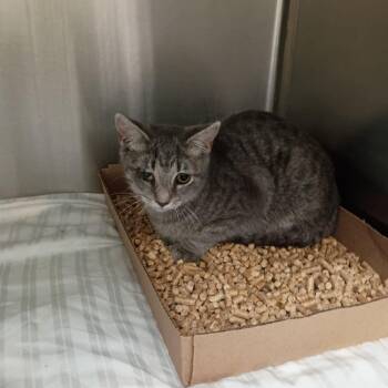 Quirky -  Domestic Short Hair Cat for Adoption in Lynchburg, Virginia - Quirky | PetCurious