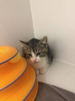 Hubie -  Domestic Short Hair Cat for Adoption in Fairfax, Virginia - Hubie | PetCurious