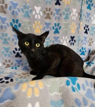 Uno -  Domestic Short Hair Cat for Adoption in Wabash, Indiana - Uno | PetCurious