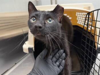 SCAR -  Domestic Short Hair Cat for Adoption in Antioch, California - SCAR | PetCurious