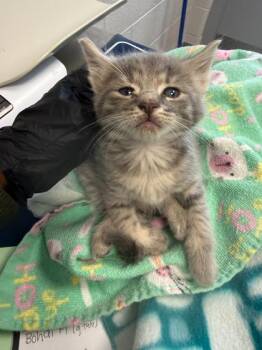 Bodhi -  Domestic Short Hair Cat for Adoption in Sevierville, Tennessee - Bodhi | PetCurious