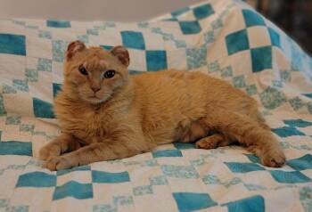 Domestic Short Hair Cats Available for Adoption in Reeseville, Wisconsin - Randi | PetCurious