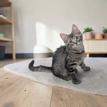 Chive -  Domestic Medium Hair Cat for Adoption in Fort Worth, Texas - Chive | PetCurious