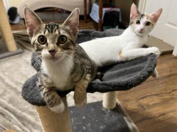 Little Phoebe -  Torbie and Domestic Short Hair Cat for Adoption in Raleigh, North Carolina - Little Phoebe | PetCurious