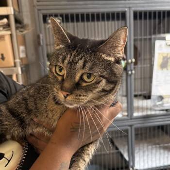 Margot-C -  Domestic Short Hair Cat for Adoption in East St. Louis, Illinois - Margot-C | PetCurious
