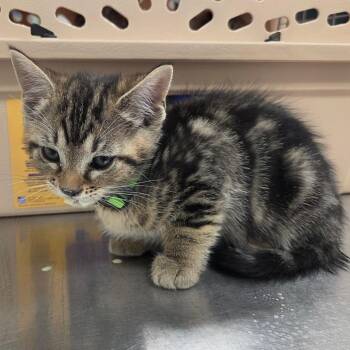 Oven -  Domestic Short Hair Cat for Adoption in Chattanooga, Tennessee - Oven | PetCurious