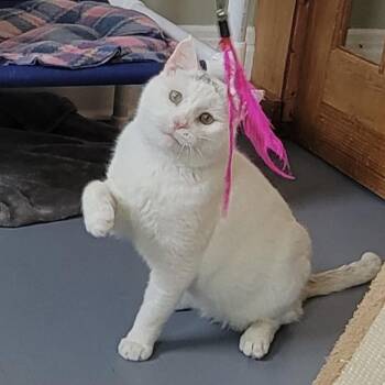 Domestic Short Hair Cats Available for Adoption - Snowman | PetCurious