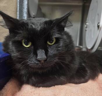 Creeper -  Domestic Medium Hair Cat for Adoption in Plover, Wisconsin - Creeper | PetCurious