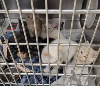Domestic Medium Hair and Domestic Short Hair Cats Available for Adoption in Anchorage, Alaska - CHEWBACCA | PetCurious