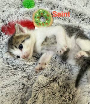 Saint -  Domestic Medium Hair Cat for Adoption in Shrewsbury, Massachusetts - Saint | PetCurious