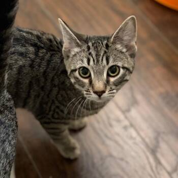 Gia -  Domestic Short Hair Cat for Adoption in Mount Laurel Township, New Jersey - Gia | PetCurious