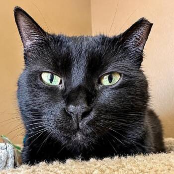 Shadow -  Domestic Medium Hair Cat for Adoption in Crystal Lake, Illinois - Shadow | PetCurious