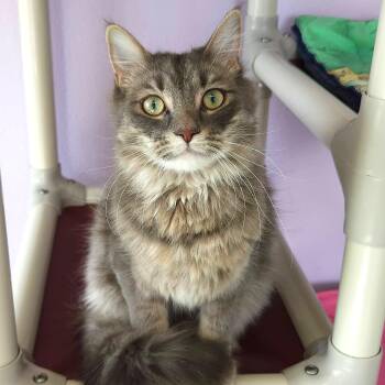 Domestic Medium Hair Cats Available for Adoption in Marshfield, Wisconsin - Sage | PetCurious