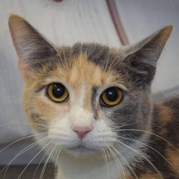 Lunar -  Dilute Calico and Domestic Short Hair Cat for Adoption in Huntley, Illinois - Lunar | PetCurious
