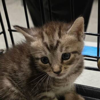 Gringo -  Domestic Short Hair Cat for Adoption in Bronson, Florida - Gringo | PetCurious
