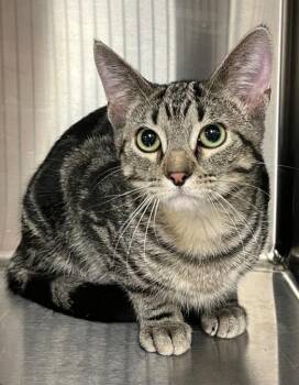 Domestic Short Hair Cats Available for Adoption in Greenfield, Indiana - Vader | PetCurious