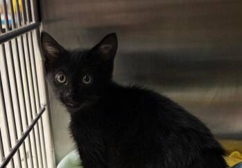 Chicken -  Domestic Short Hair Cat for Adoption in Metamora, Illinois - Chicken | PetCurious