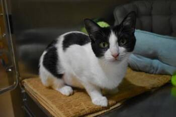 Spots -  Domestic Short Hair Cat for Adoption in Kansas City, Missouri - Spots | PetCurious