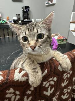 Domestic Short Hair Cats Available for Adoption in Ballwin, Missouri - Stevie Nicks | PetCurious