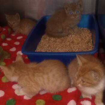 Copper -  Domestic Short Hair Cat for Adoption in Flagstaff, Arizona - Copper | PetCurious