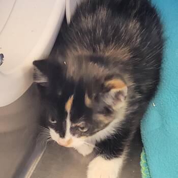 Winifred -  Domestic Short Hair Cat for Adoption in Madisonville, Tennessee - Winifred | PetCurious
