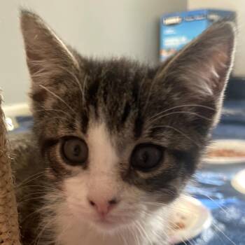 Justice -  Domestic Short Hair Cat for Adoption in Carmel, Indiana - Justice | PetCurious