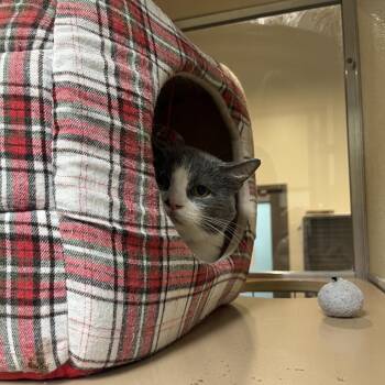 Domestic Short Hair Cats Available for Adoption in Lynchburg, Virginia - Murphy | PetCurious