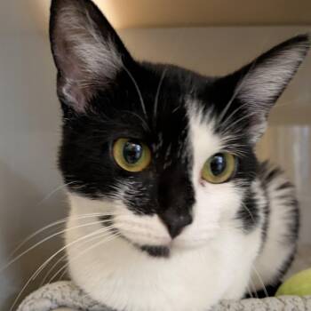 Philly -  Domestic Short Hair Cat for Adoption in Chicago, Illinois - Philly | PetCurious