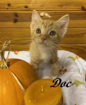 Doc -  Tabby Cat for Adoption in Southern Pines, North Carolina - Doc | PetCurious