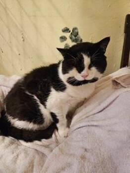 Big Joe -  Domestic Short Hair Cat for Adoption in Middletown, Connecticut - Big Joe | PetCurious