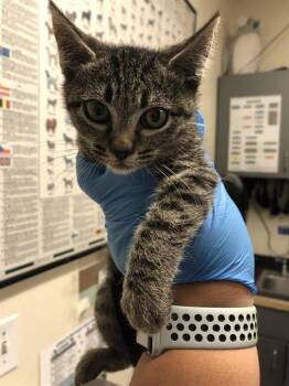 Rescue Domestic Short Hair Cats for Adoption in Long Beach, California - KARINA | PetCurious