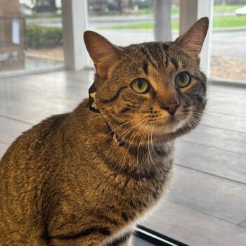 Domestic Short Hair Cats Available for Adoption in Wheeling, Illinois - Fuggedaboutit | PetCurious