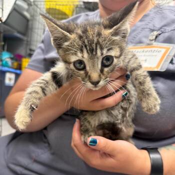 Sorbet -  Domestic Short Hair Cat for Adoption in Normal, Illinois - Sorbet | PetCurious