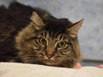 Alex -  Domestic Medium Hair Cat for Adoption in Portland, Oregon - Alex | PetCurious