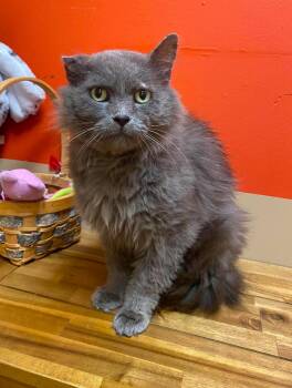 McGregor -  Domestic Medium Hair Cat for Adoption in Maryville, Missouri - McGregor | PetCurious