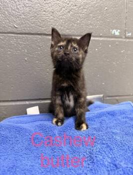 Cashew Butter -  Domestic Short Hair Cat for Adoption in Fort Worth, Texas - Cashew Butter | PetCurious