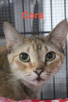 Tabby and Tortoiseshell Cats Available for Adoption in Brookhaven, Mississippi - Cora 26 | PetCurious